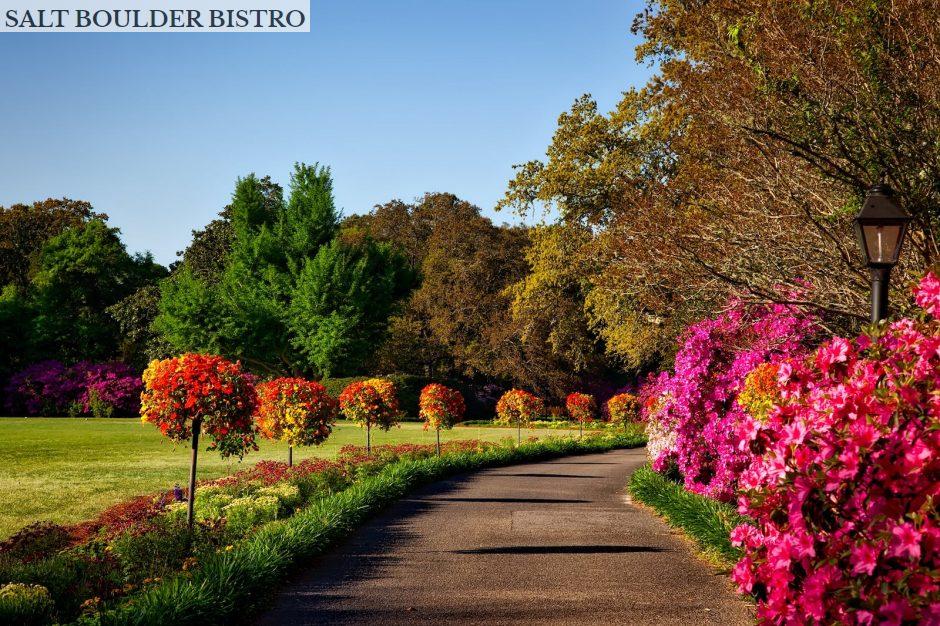 Gray Concrete Pathway Besides Pink Flower during Day