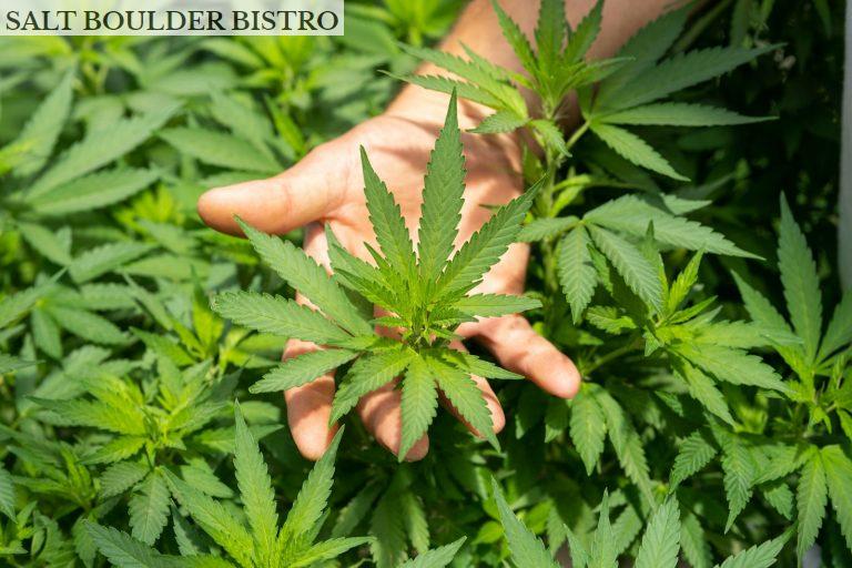 Cultivo CBD