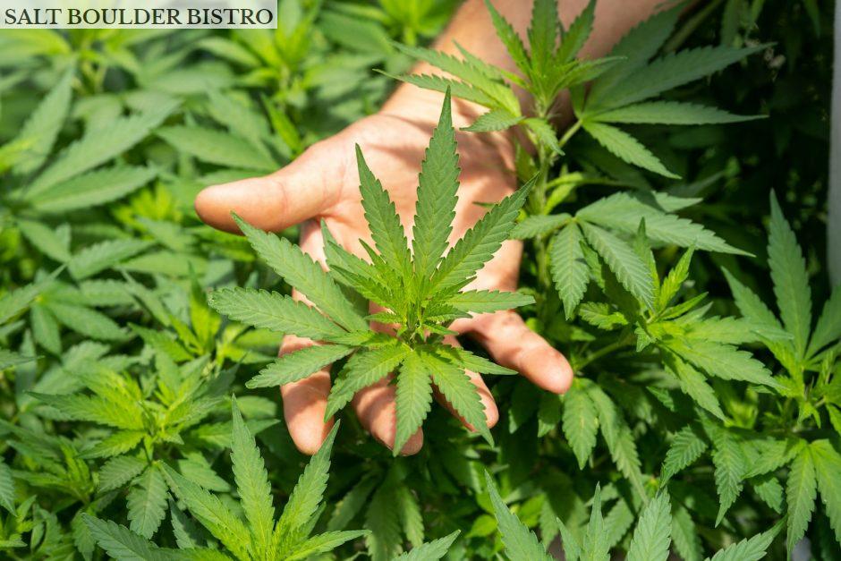 Cultivo CBD